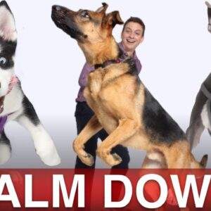 How To Calm Your Dog Down in Minutes!