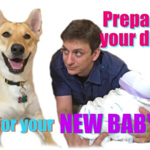 How to Prepare your Dog for your New Baby!