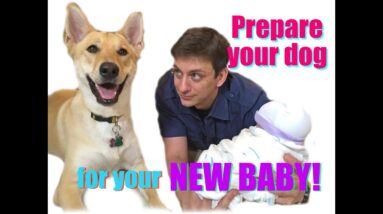 How to Prepare your Dog for your New Baby!