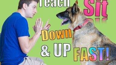 How to Teach Your Dog Sit, Down, Up and Stand in MINUTES!