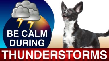 How to Teach Your Dog to Be Comfortable During Thunder Storms