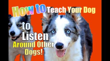 How to Teach your Dog to Listen TO YOU Around other Dogs!
