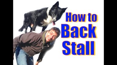How to teach Your Dog To Stand on Your Back! (the back stall)