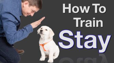 How to Teach your Dog to Stay in 3 Steps Force Free!