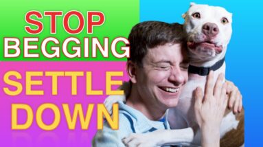 How to Teach your Dog to STOP BEGGING & SETTLE DOWN Right now!