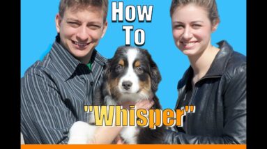 How to Teach Your Dog to Whisper