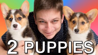 How to Train 2 Dogs at the Same Time