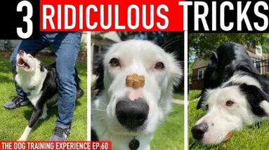 How to Train 3 RIDICULOUS Dog Tricks FAST!