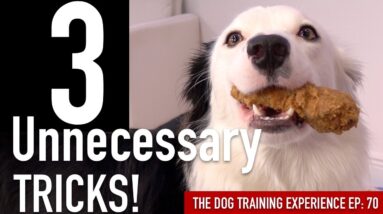 How to Train 3 Tricks I’ve NEVER Taught to a Dog Before!