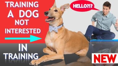 How to Train a Dog Who's Not Interested in Training