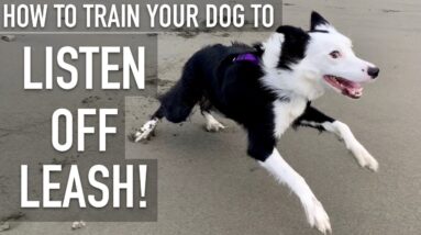 How To Train ANY DOG To Listen OFF LEASH!