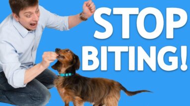 How to Train your Dog Good Manners and to Take Treats Gently!