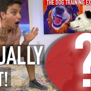 How To Train Your Dog THIS AMAZING Trick!