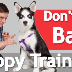 How to Train your Dog to BE GOOD in the HOUSE!