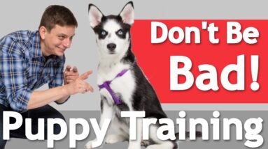 How to Train your Dog to BE GOOD in the HOUSE!