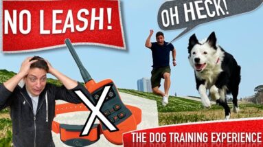 How To Train Your Dog to Be OFF LEASH Without a Shock Collar!