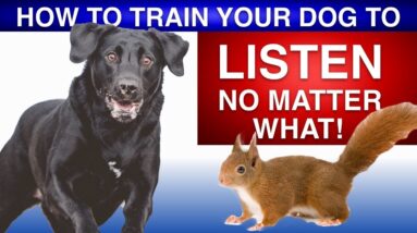 How To Train Your Dog To Listen No Matter What!