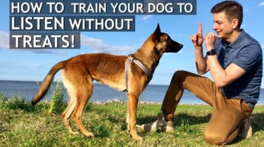 How To Train Your Dog To Listen Without Treats