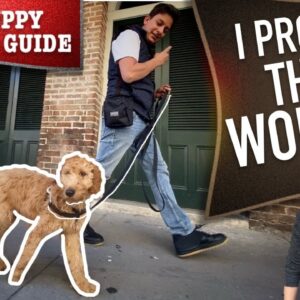 How To Train Your Dog to Walk on Leash WITHOUT Embarrassing You!