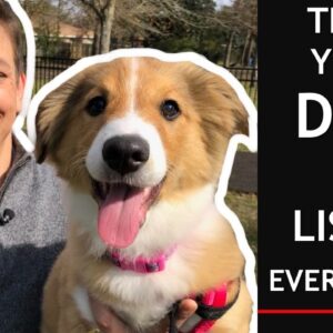 How To Train Your Puppy To Listen EVERYWHERE in 3 EASY Steps
