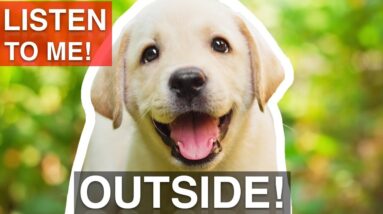 How to Train Your Puppy To Listen OUTSIDE!