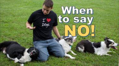 How, When and Why I say "NO" to my dogs.