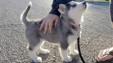 Husky Puppies Funny Compilation #4 - Best of 2018