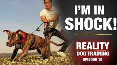 I DIDN’T KNOW what I was getting into…  [Reality Dog Training Ep 10]