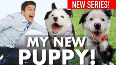 I Got A NEW PUPPY! Did I Do The Right Thing? New Series!