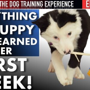 Week 1: This is what Iâ€™ve Taught My Puppy!  Housetraining, Biting, Leash Walking,, & more!