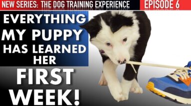 Week 1: This is what I’ve Taught My Puppy!  Housetraining, Biting, Leash Walking,, & more!
