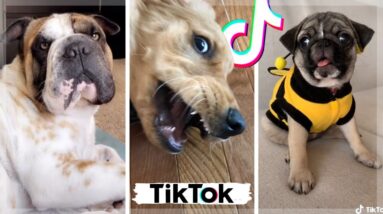 Best Dogs of TikTok 🐶 Funny Doggos & Most Adorable Puppies 🐶 2021
