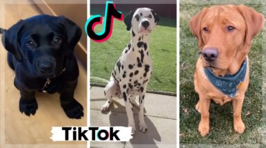 Hilarious Doggos & Most Adorable Puppers ~ Funny Dogs Compilation Video [2021]