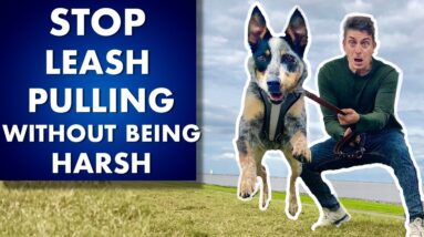 Leash Pulling Training: How To Train ANY Dog to STOP Pulling Without Being Harsh!