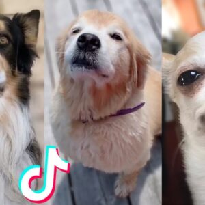 More of the Cutest Dogs on TikTok ðŸ˜�