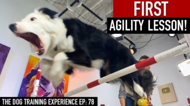 My Dog’s FIRST Agility Lesson!