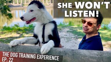 My Own Puppy Won't Listen To Me!