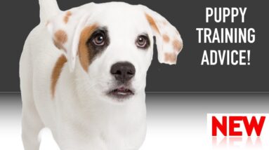 My puppy chews! What do I do? And more!