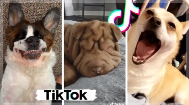 NEED A LAUGH? Watch This Funny Dogs & Cute Puppies Compilation Video!