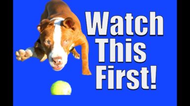New Dog? Watch This FIRST!