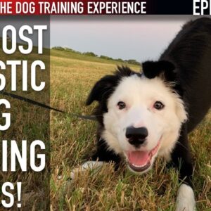 New Episode! How Iâ€™m Training My Puppy To Walk On Leash And Settle Down!