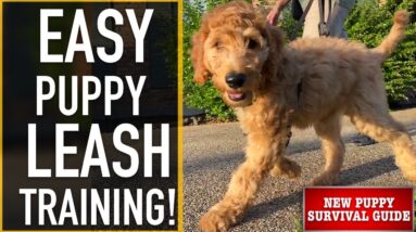 NEW PUPPY SURVIVAL GUIDE: How To Leash Train Your Puppy! (EP: 9)