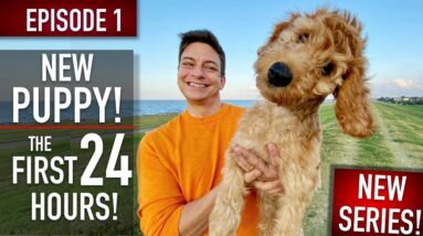 NEW PUPPY SURVIVAL GUIDE: The First 24 Hours! (NEW SERIES! EPISODE 1)