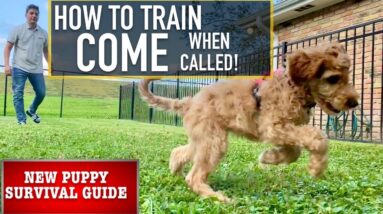 NEW PUPPY SURVIVAL GUIDE: Train Your Dog to “COME” No Matter What! (EP 5)