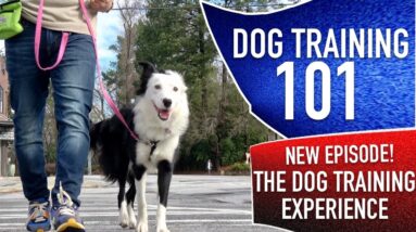 Dog Training 101: What an ACTUAL, REALISTIC Day of Training Looks Like With My Dog.