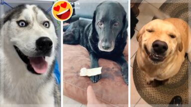 🐶 Cutest Puppies 🥰 Funniest Dogs 🤣 Awesome Doggos Compilation Video 🐕