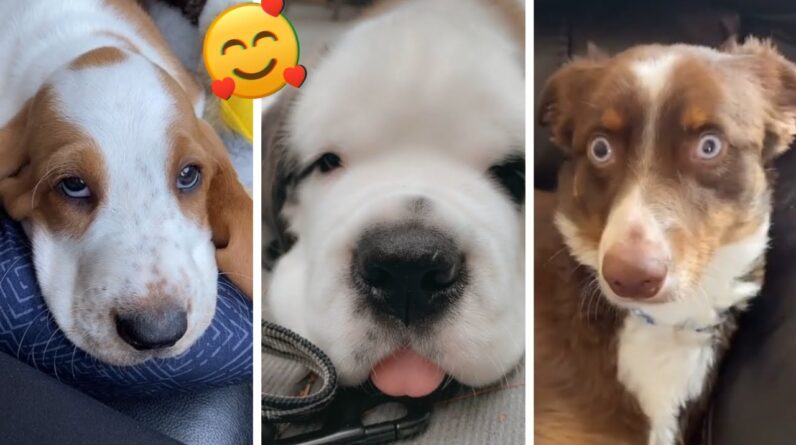Cute & Funny Dogs Will Help Your Life Not Be So Boring 🥰🐶