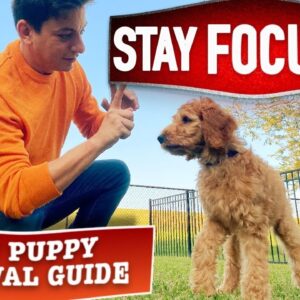 Train ANY Dog To Listen Around ANY Distraction! (New Puppy Survival Guide EP. 19)