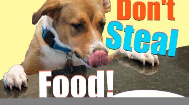 How to train your dog to stop stealing!  Teach Your Dog to LEAVE ANYTHING ALONE Counter Surfing