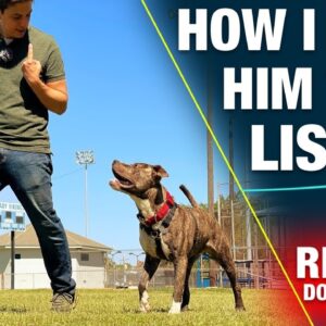 How to Train the MOST IMPORTANT Thing to Any Dog [REALITY DOG TRAINING EP: 15]